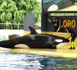 Orka-Show im Loro-Park