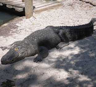 Alligator Farm