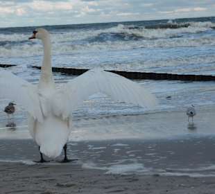Die Ostsee im Winter