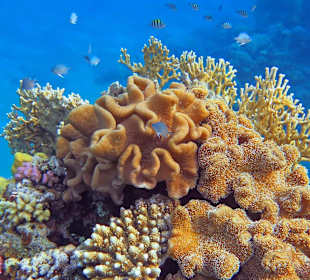 Schnorcheln am Hausriff