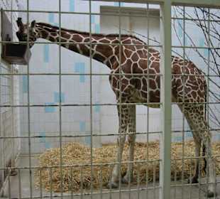 Giraffe