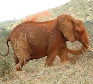 Elefant im Tsavo
