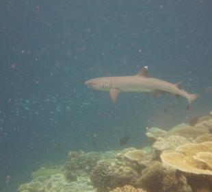 Tägliche Begegnung mit dem Riffhai