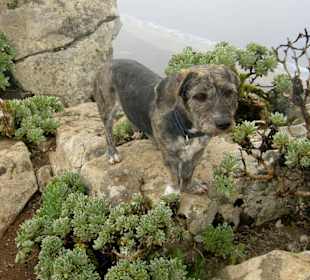 Eddy der Wanderführer