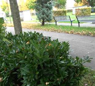 Hauptfriedhof Friedrichshafen