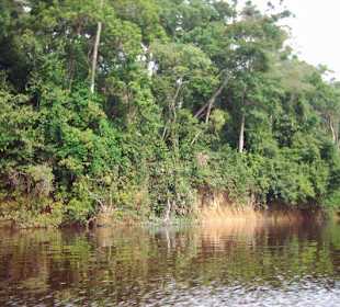 Rain forest at Rio Caura