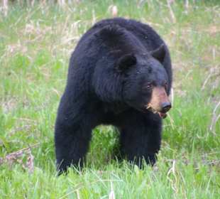 ....wenn er sich gestört fühlt kann er schnell sei