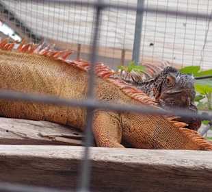 Schmetterlingsgarten