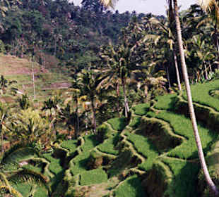 Reisterrassen Tegallang-Keliki