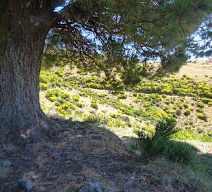 Am Südrand der Hochebene, Levada da Bica da Cana