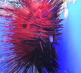 Impressionen aus dem Aquazoo Löbbecke Museum