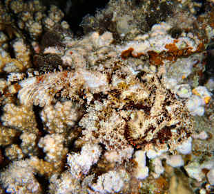 Baertiger Drachenkopf bei Nacht