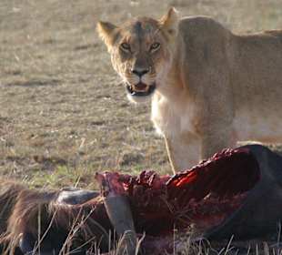 Löwenfrühstück