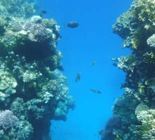 Schnorcheln Abu Dabbab