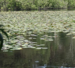 Finkenmoor und Finkenmoorteich im Wernerwald