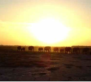 Elefanten im Licht der untergehenden Sonne