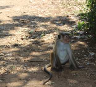 Affe im Udawalawe Nationalpark