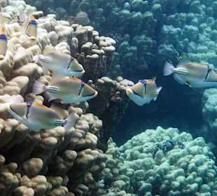 Arabische Picassodrücker