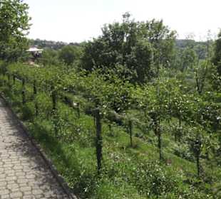 Schlosscafé im Rosengarten