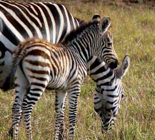 Zebramutter mit ihrem Baby