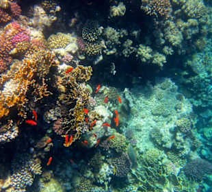 Tolle Unterwasserwelt beim Schnorcheln