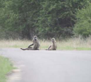 Chacma Baboon