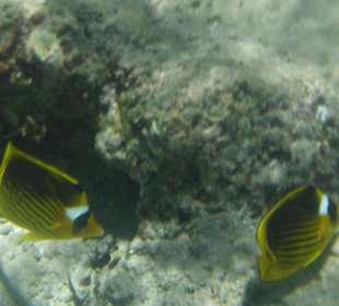 Schnorcheln direkt vor dem Hotel