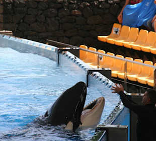 Orca Show