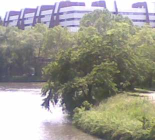 Rechts die Japanische Kirschbäume