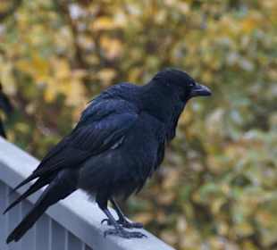 Parkanlage Planten un Blomen