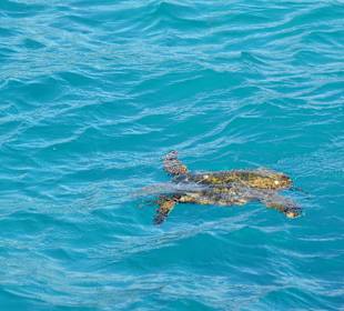 Sea turtle