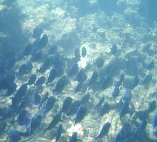 Fischschwarm auf Catalina