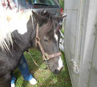 Ponyreiten um Westendorf