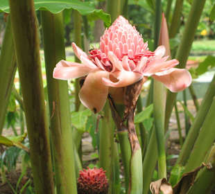 Il fiore.. più bello che esiste!