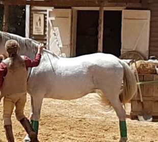 Der Pferdeflüsterer