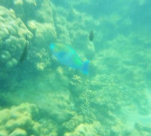 Риф недалеко от берега