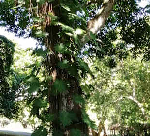 Sir Seewoosagur Ramgoolam Botanical Garden / Pamplemousses B