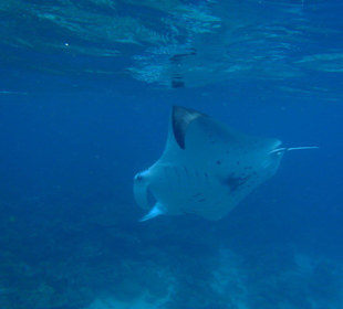 Schnorcheln mit Mantas