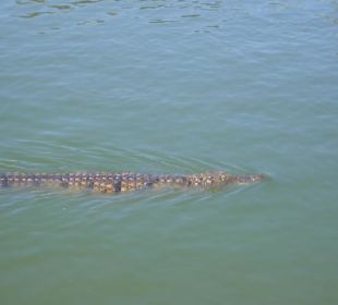 Krokodil im Wasser