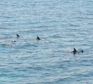 Delfine Delfine Delfine