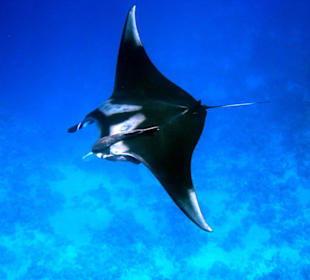 Manta am Hausriff des Dreams Beach Resort