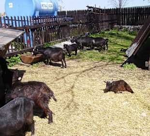 Hlavní atrakce na hradu pro děti živé kozy