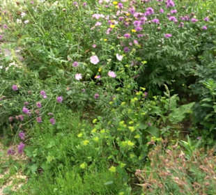 ALB-GOLD Naturgarten