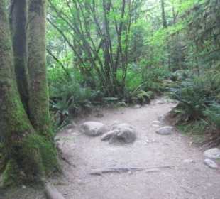 Auf flachen Pfaden durch den Lynn Canyon Park