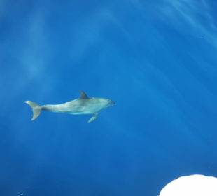 Schnorcheln Hurghada