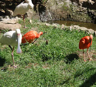 Flamingos