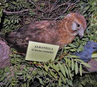 Rundgang durch das Museo della Foca Monaca
