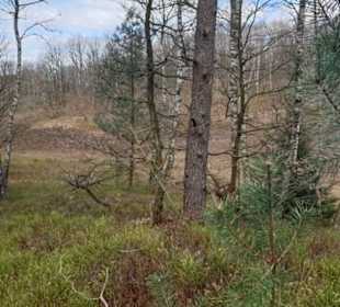 Fischbecker Heide Wanderwe 6