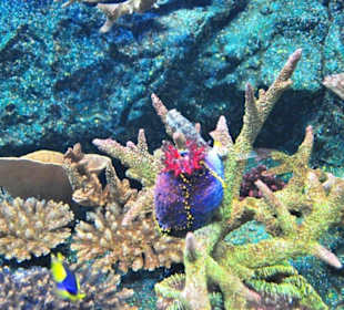 Blume oder Lebewesen