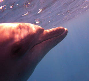 Delphine im Roten Meer.